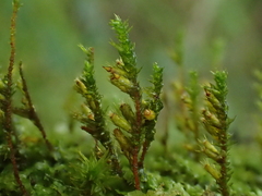 Cryphaea heteromalla