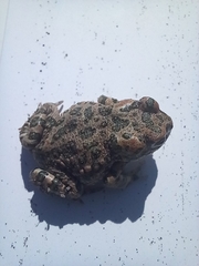 Bufotes viridis sitibundus