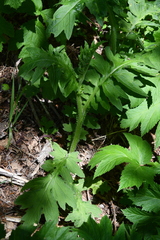 Cirsium kamtschaticum