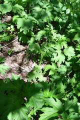 Cirsium kamtschaticum