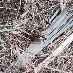 Helophilus trivittatus