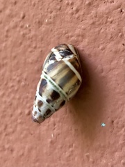 Amphidromus glaucolarynx