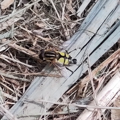 Helophilus trivittatus