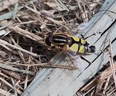 Helophilus trivittatus