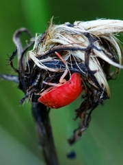 Neottiglossa pusilla