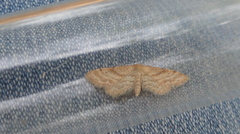 Idaea fractilineata