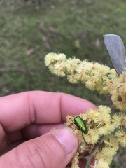 Diphucephala