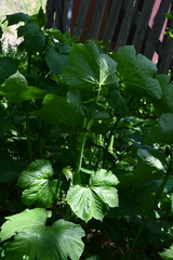 Filipendula camtschatica