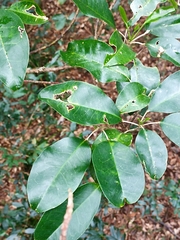 Sarcomelicope simplicifolia