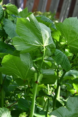 Filipendula camtschatica