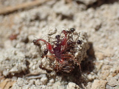 Anoplolepis steingroeveri