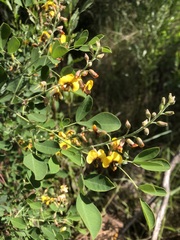 Goodia medicaginea