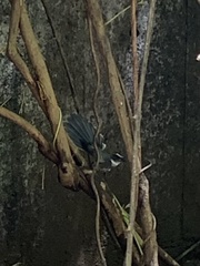 Rhipidura albogularis