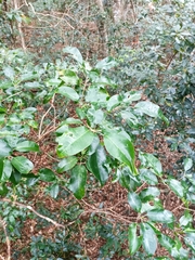 Sarcomelicope simplicifolia