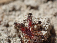 Anoplolepis steingroeveri