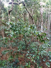 Sarcomelicope simplicifolia