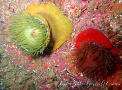 Actinia equina