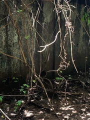 Rhipidura albogularis