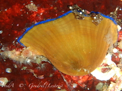 Actinia equina