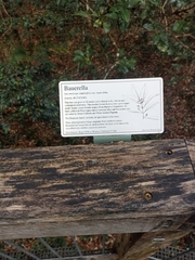 Sarcomelicope simplicifolia