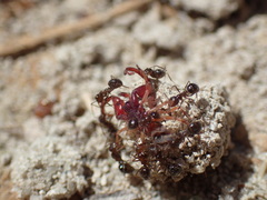 Anoplolepis steingroeveri