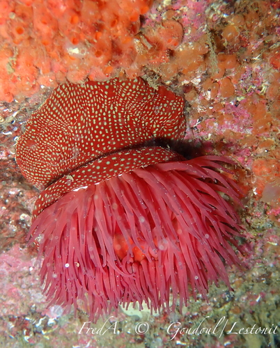 Strawberry Anemone, Finistère, Bretagne, FR, photo 9 of 10