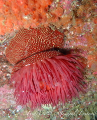 Actinia fragacea