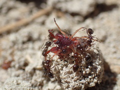 Anoplolepis steingroeveri