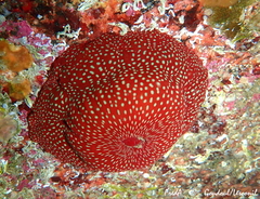 Actinia fragacea