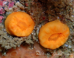 Balanophyllia regia