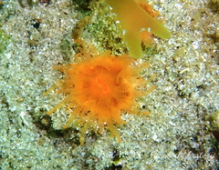 Balanophyllia regia