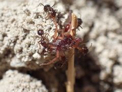 Anoplolepis steingroeveri