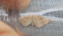 Idaea fractilineata