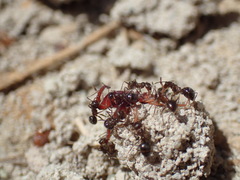 Anoplolepis steingroeveri