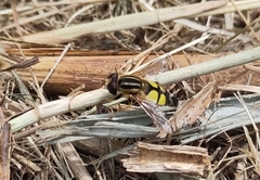 Helophilus trivittatus