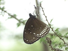 Euploea sylvester