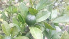 Citrus × microcarpa