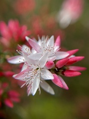 Calytrix alpestris