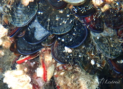 Mytilus edulis