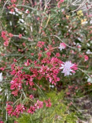 Calytrix alpestris