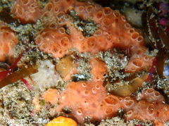 Phorbas fictitius