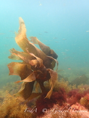 Saccorhiza polyschides