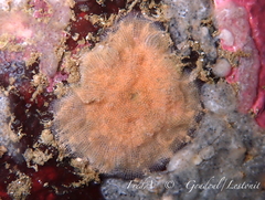 Schizomavella linearis