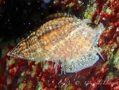 Tritia incrassata
