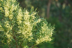 Acacia mucronata longifolia
