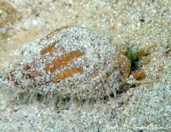 Tritia incrassata