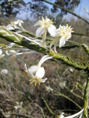 Struthiola ciliata