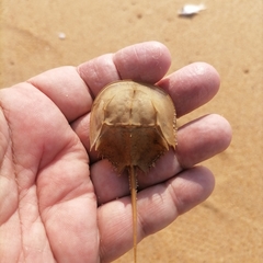 Tachypleus tridentatus