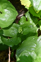 Maianthemum dilatatum