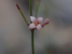 Asperula cynanchica